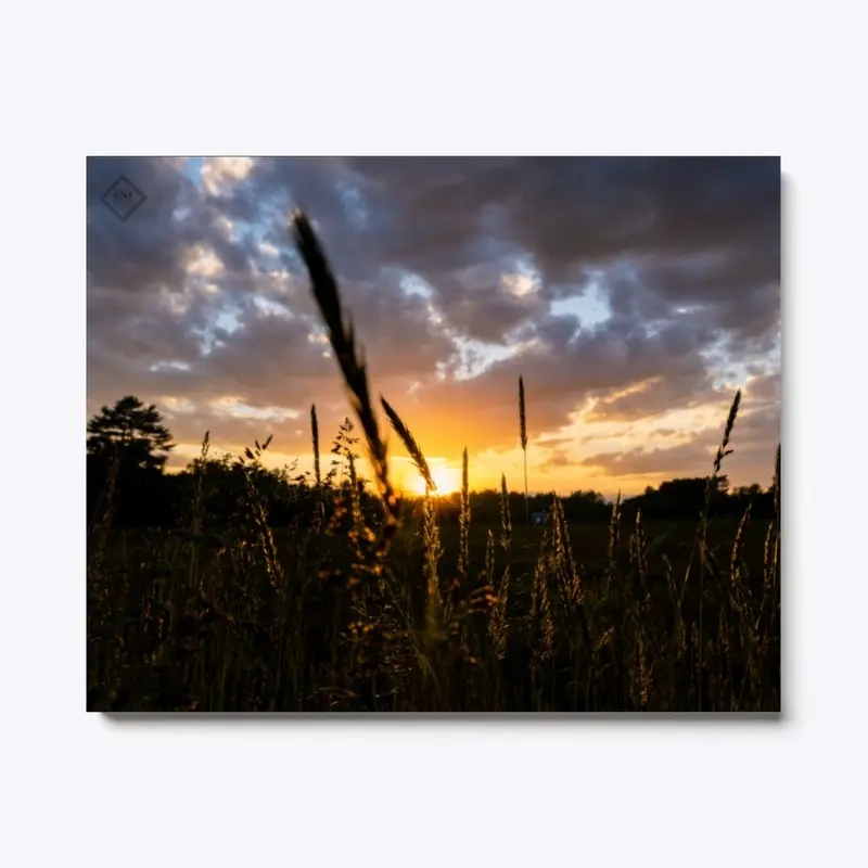 Sundown Through the Meadow